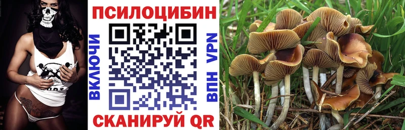 Купить  Славянск-на-Кубани  Псилоцибиновые грибы Psilocybine cubensis 